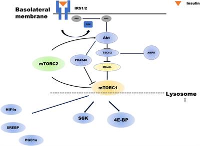 Insulin-induced mTOR signaling and gluconeogenesis in renal proximal tubules: A mini-review of current evidence and therapeutic potential